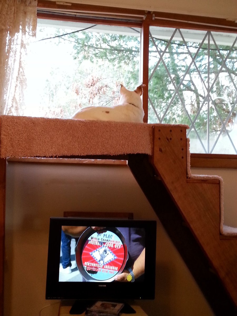 7bergie's tweet photo. My Louie watching a squirrel while I watch #CBSSundayMorning story about #SquirrelCookOff. @CBSSunday https://t.co/0NLjAoOvTy