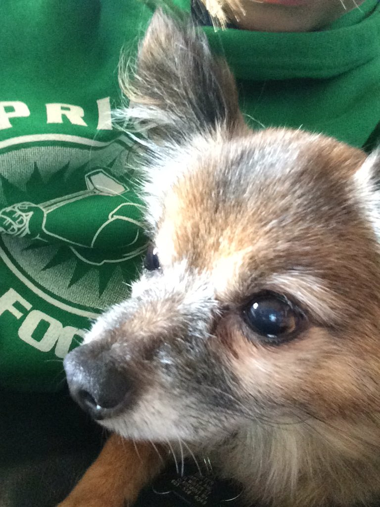 _kimiann's tweet photo. My little a banded boy#cuddle bug https://t.co/nBakdh8PRK