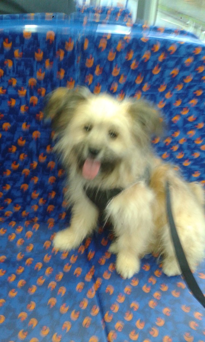 KatieLees_'s tweet photo. @vidmetopdog #toodog https://t.co/xqgyG19Ga4