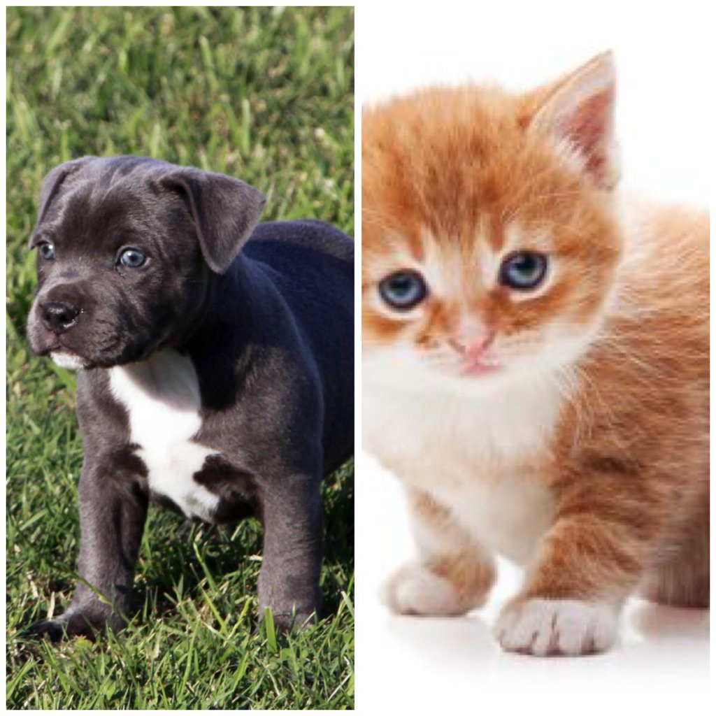 fav953's tweet photo. Rt puppy
Like kitten https://t.co/G6P3CZab7y