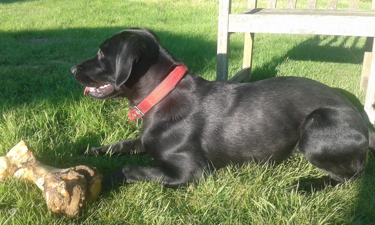 CBeale1's tweet photo. #lostlabrador #Presteigne 19mo black lab spayed bitch lost yest pm. Lean, nervy, golden-eyed. Tagged/chipped. Pls RT https://t.co/1B2ipXV5ki