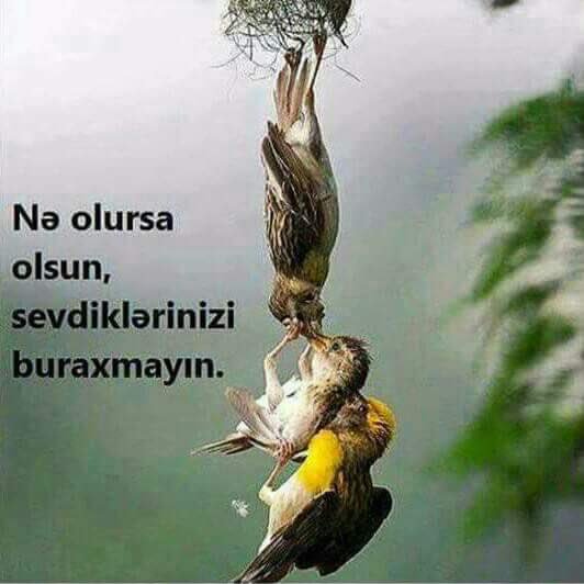 Xeyallarım ve men (@58b46aeba0de455) on Twitter photo 
