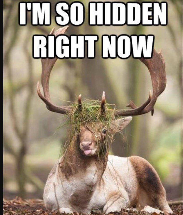 BenBesteinfeldt's tweet photo. @BenjaminScadden when he puts leaves in his helmet https://t.co/L1PDORoUvw