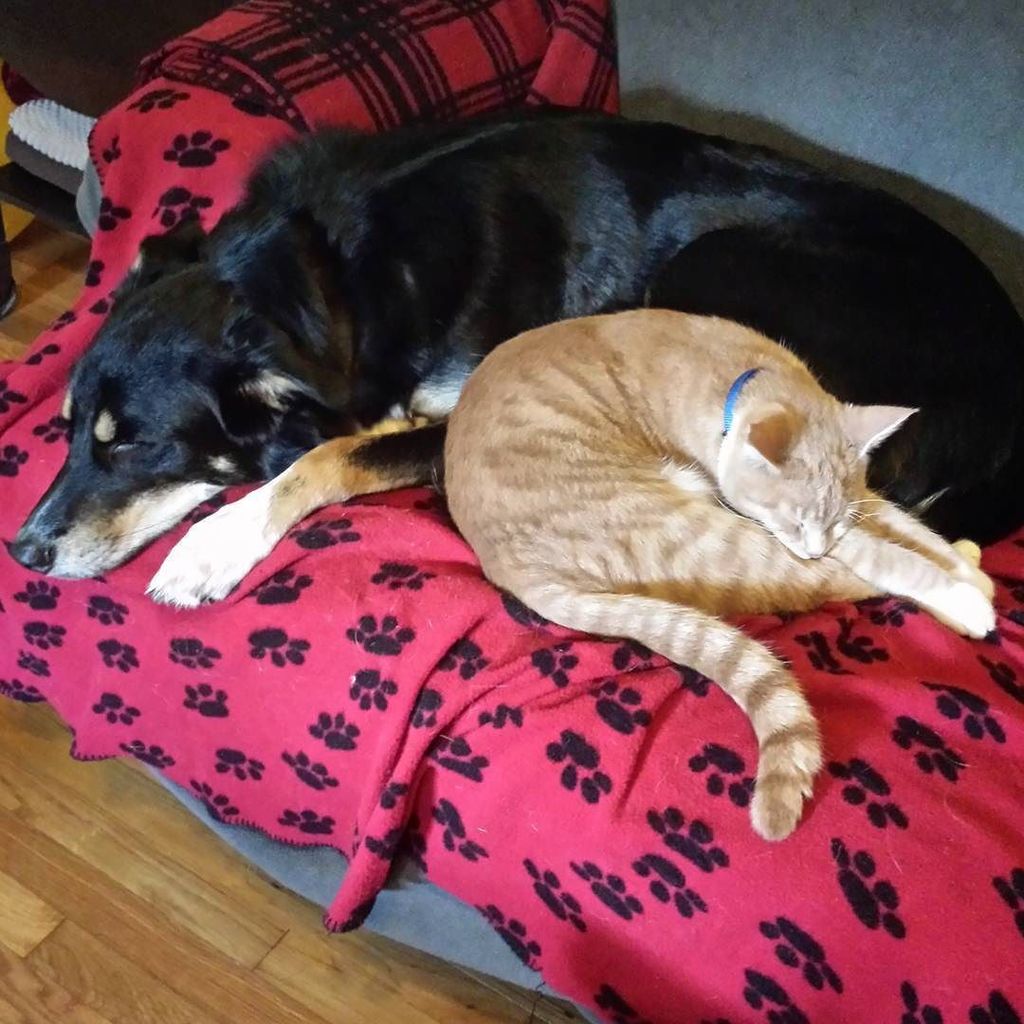 Chatchatcatcat's tweet photo. Just a lazy Sunday! #AlcideandLoki #brothers #dogsofinstgram #dogsofgeorgia #petsofinstagram #instadog #catsofinsta… https://t.co/9RnNAFPTgO