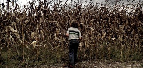 ужасы кукурузное поле