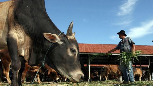 "<a href="/Beritasatu/">BeritaSatu</a>: #PopulerB1 #Dunia: Tiongkok Bakal Bangun Peternakan Kloning Terbesar Dunia brt.st/4XOE "