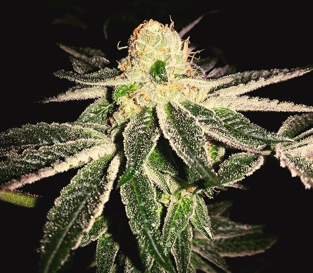 jw_llc's tweet photo. #CannabisHeals #marijuananews #marijuana #weedporn https://t.co/jaoOVhS6JP