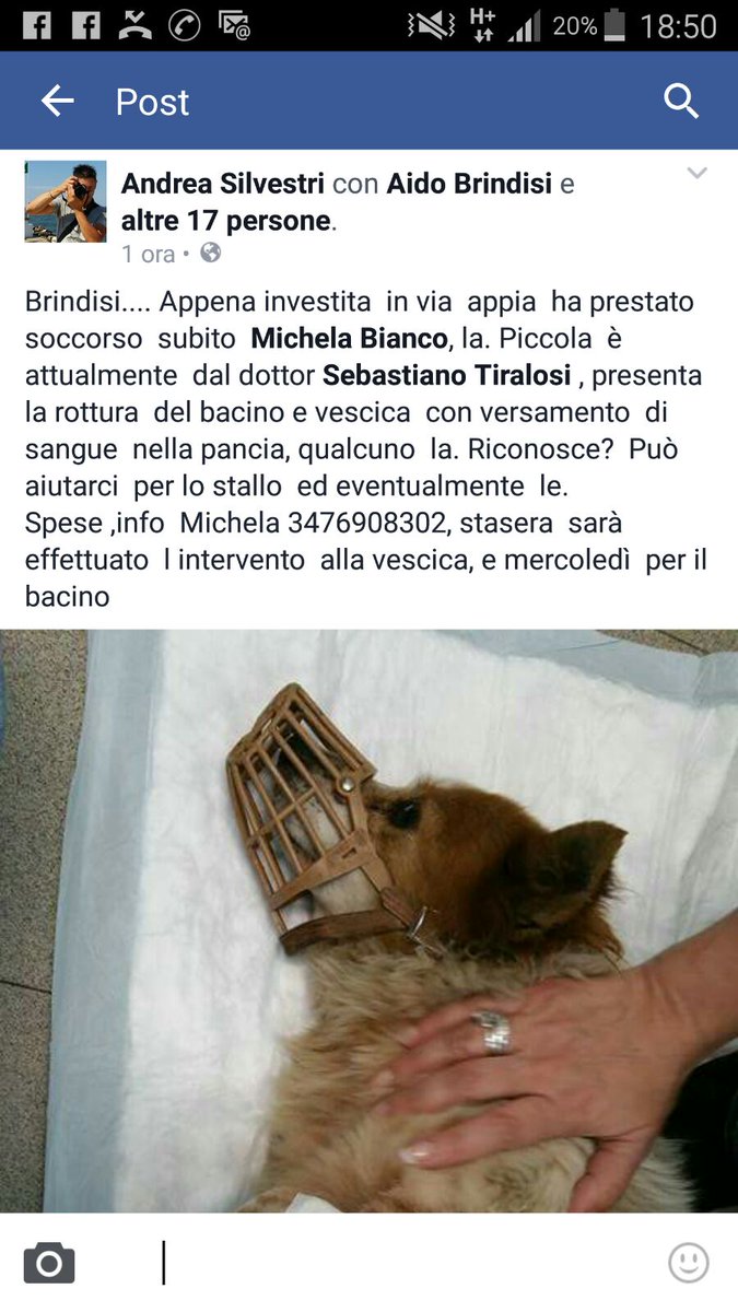 BRINDISI.....qualcuno la riconosce? Investita stamani in via Appia✋✋✋