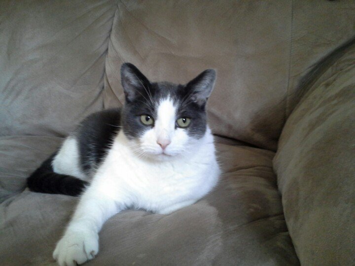 Bebit613's tweet photo. Chuck Norris #cat #kitty #love #paws #handsome #pet #happy #posed #ottawa #luvcats #meow #boss #sweet # animal https://t.co/PBtEAcCgl3