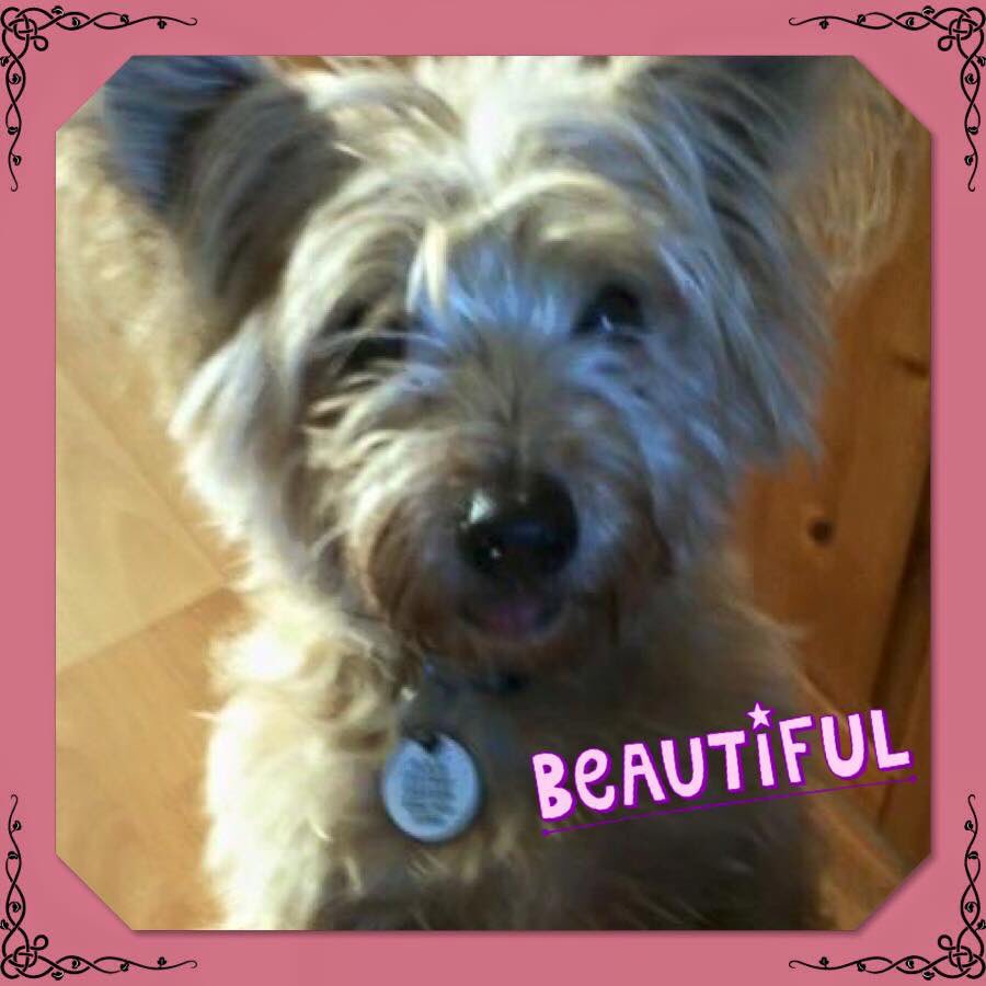 HeathlandsAS's tweet image. Toby #adoptdontshop #rescuedog #stilllooking for a new home. @HeathlandsAS #shareon