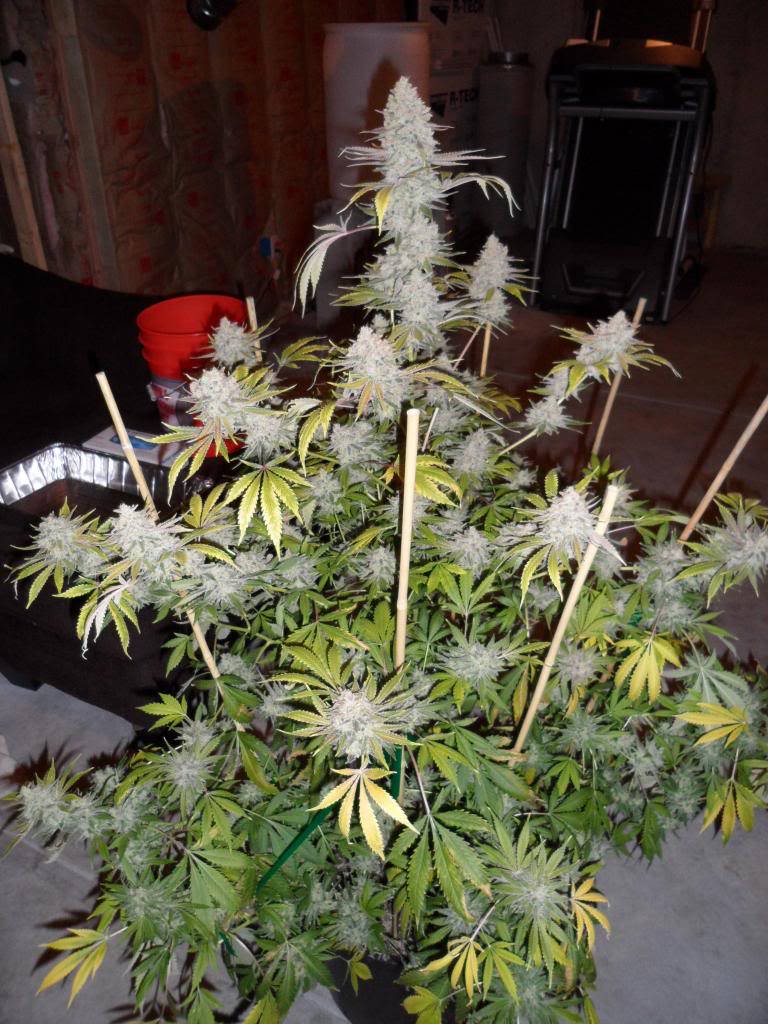 Hotsause420's tweet photo. Ghost Wreck from Hotsause Genetics @Hotsause420 #WeGrowDank #ColoradoGrower #GhostWreck #Hotsausegenetics https://t.co/GSqu6PkuJB