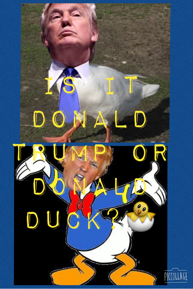 ChocoHershey7's tweet photo. Vote for Donald Trump or Donald Duck?🐣😂😂 https://t.co/pkoLDxHjXg https://t.co/OXsrAE8elo