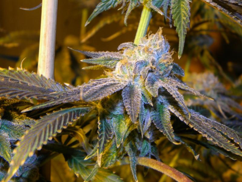 Hotsause420's tweet photo. #FloScoutCookies #FSC #Hotsausegenetics #ColoradoGrower https://t.co/LFQh4IYEJ7