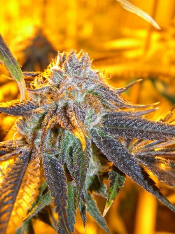 Hotsause420's tweet photo. #FloScoutCookies #FSC #Hotsausegenetics #ColoradoGrower https://t.co/LFQh4IYEJ7