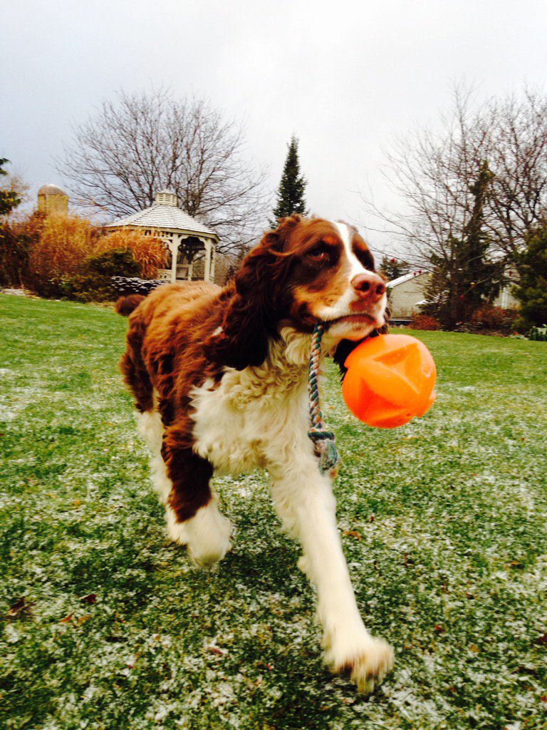 FitDogBlog's tweet image. Fetch in the first snow! #dogsoftwitter #WinterIsHere