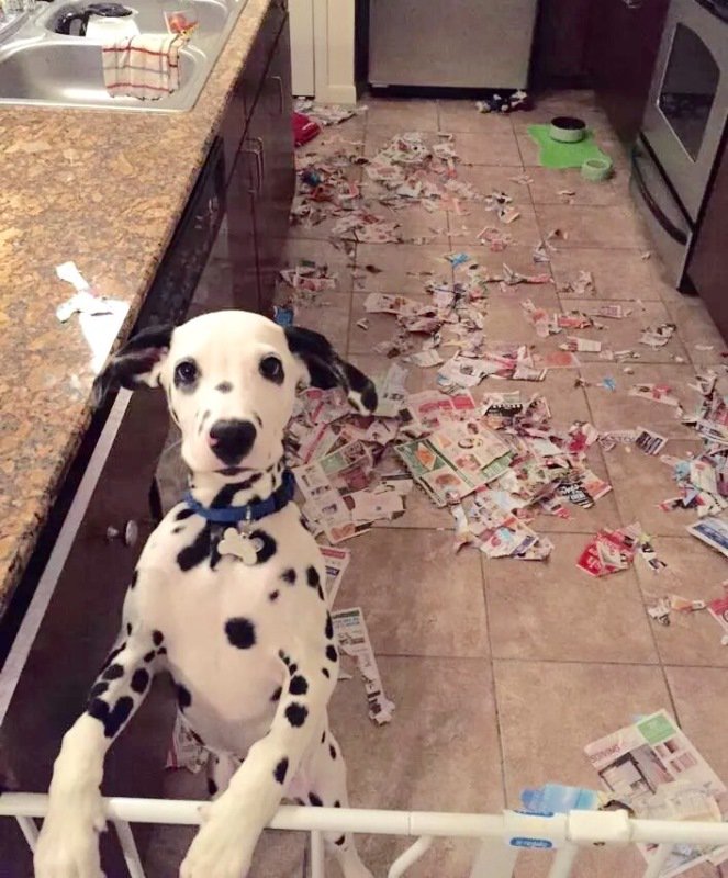 Cheer_up_Pics's tweet image. Glad you’re home, someone broke in and destroyed the kitchen #dogs #funny