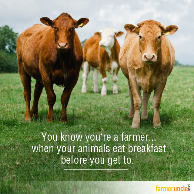 farmer_uncle's tweet photo. Sign of a true farmer? Like if you agree
#farmeruncle #farm #animals #farming https://t.co/dK96ZuEf61