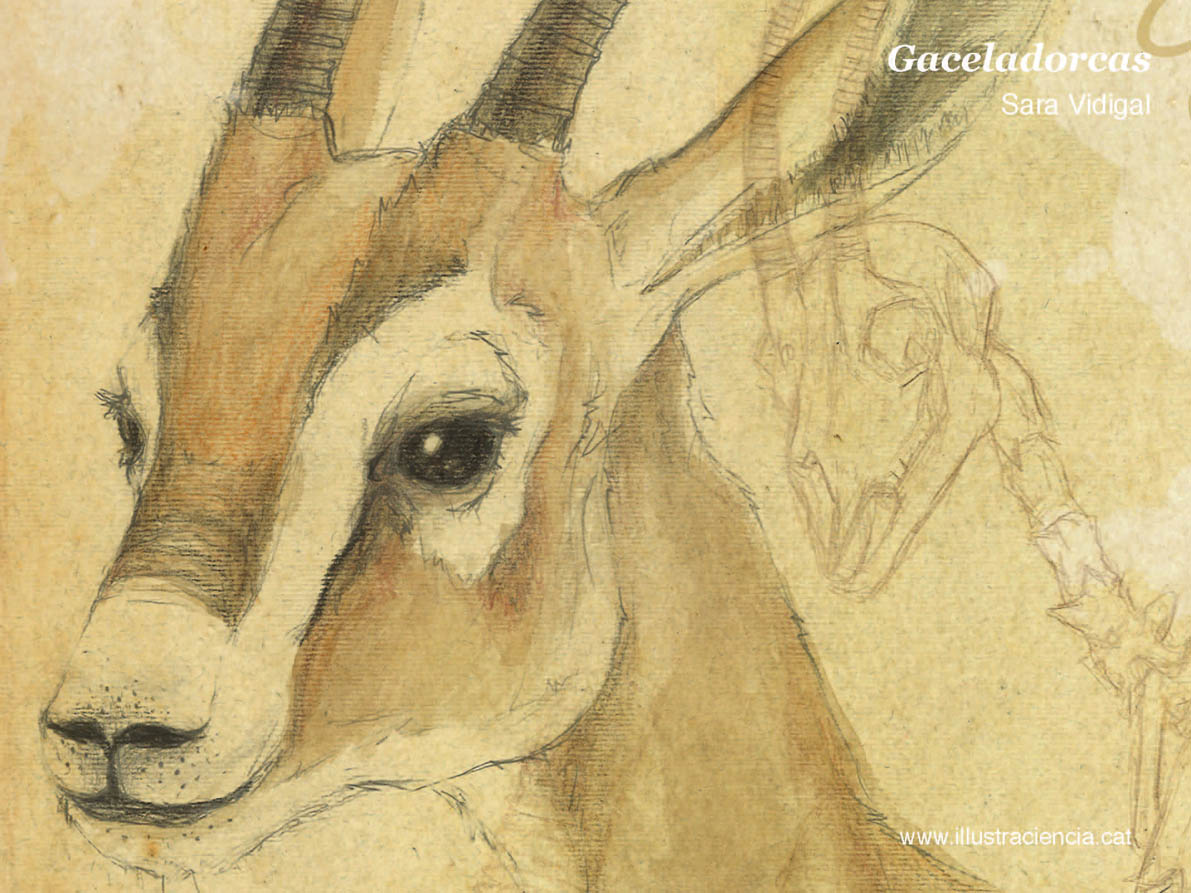 illustraciencia's tweet photo. Per celebrar la #SC15cat hem creat 40 #wallpapers amb #illustracions de #ciència i #natura https://t.co/dxK2XoyznR https://t.co/bdIDLEKchx