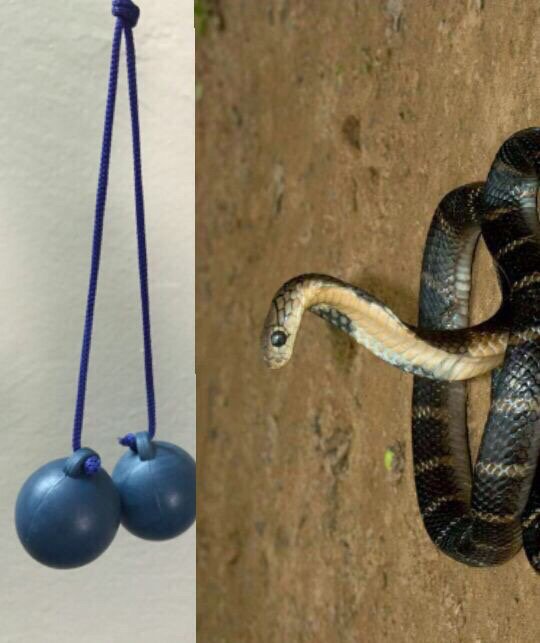 هذي الطقطيقه تجيب الثعبان