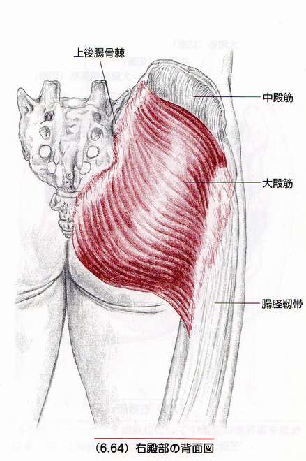 ねずみ屋 Net 自転車練習中 ここのところ自転車に乗りおわるとお尻が痛いんだよね T T お尻が痛い といっても股ではなく図で言うところの大臀筋のあたりに鈍痛がするんだよね T Co U4b1sqmqur Twitter