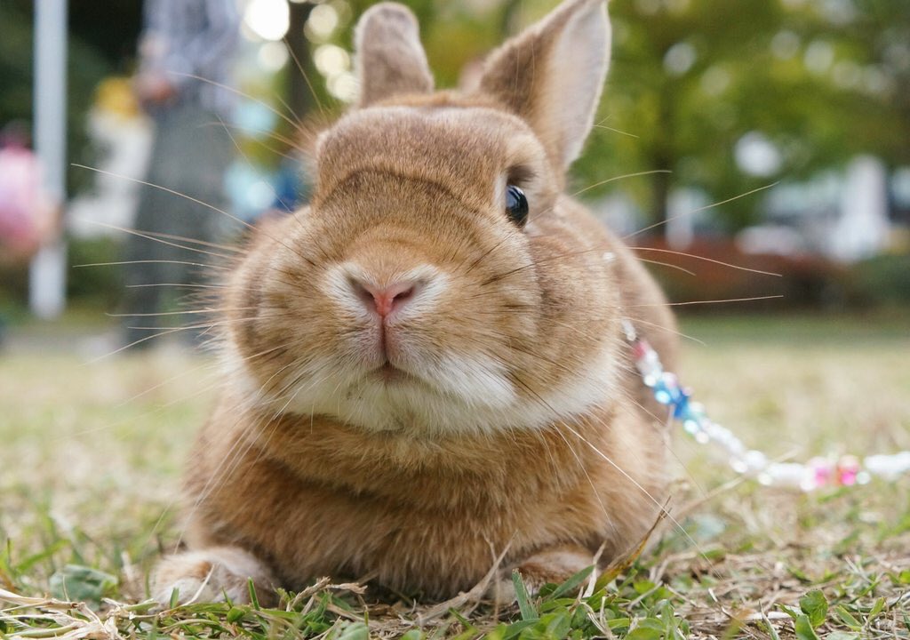 euphoria730's tweet photo. 我が家の三羽のご紹介です🐰💓

一枚目…きなこ♂(チェスナット)
二枚目…もみじ♀(オレンジ)
三枚目…もなか♂(リンクス)

このお写真はnao〜☆さんに撮影して頂きました🐰🌻 https://t.co/qGrTaxa3q7