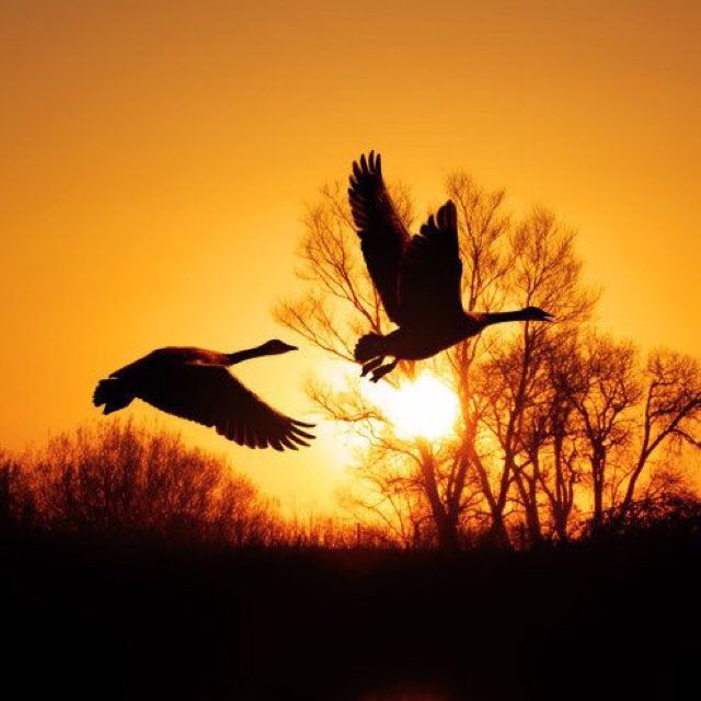chambers_minnie's tweet photo. Good morning Twitter friends! 🌟 https://t.co/58d71aaUSV