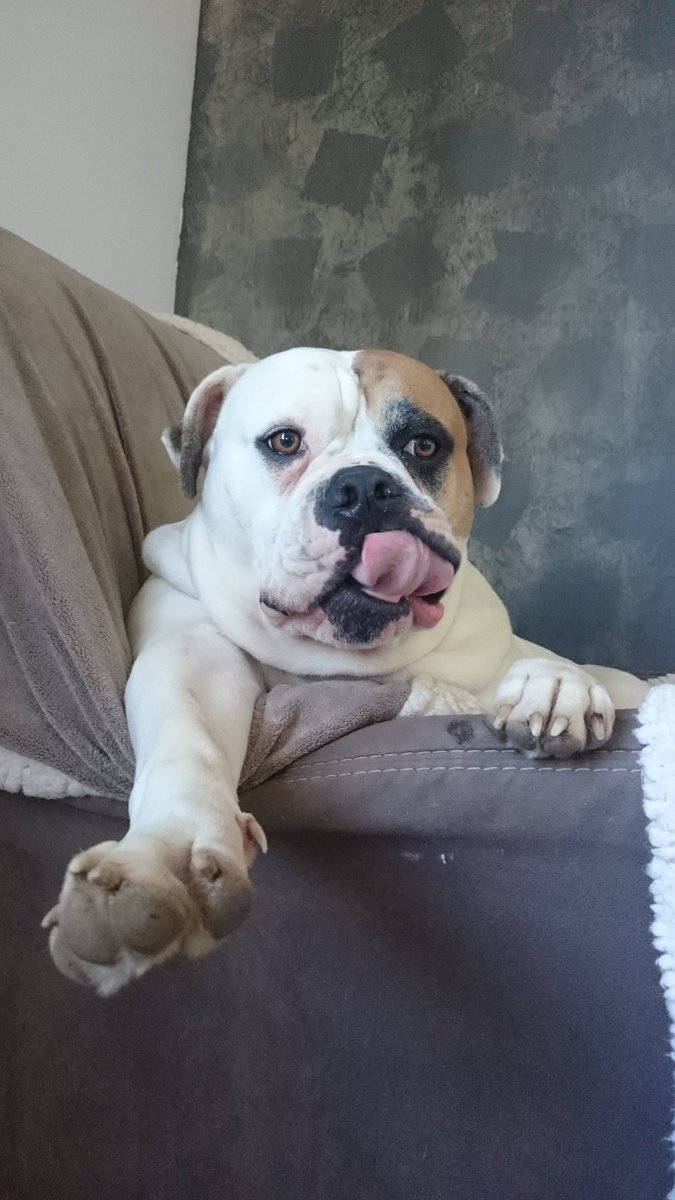chauffeur_pro's tweet photo. #dimanche #viedechien #VDM https://t.co/EzWpqoLW6Z