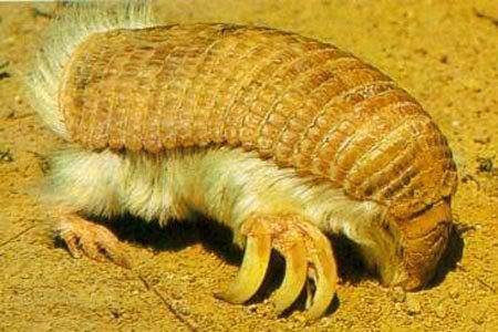 Marche_animaux's tweet photo. Avec son ventre recouvert de poil et son apparence étonnante, le Chlamydophore tronqué est en voie de disparition :( https://t.co/gnBCFK2wB9