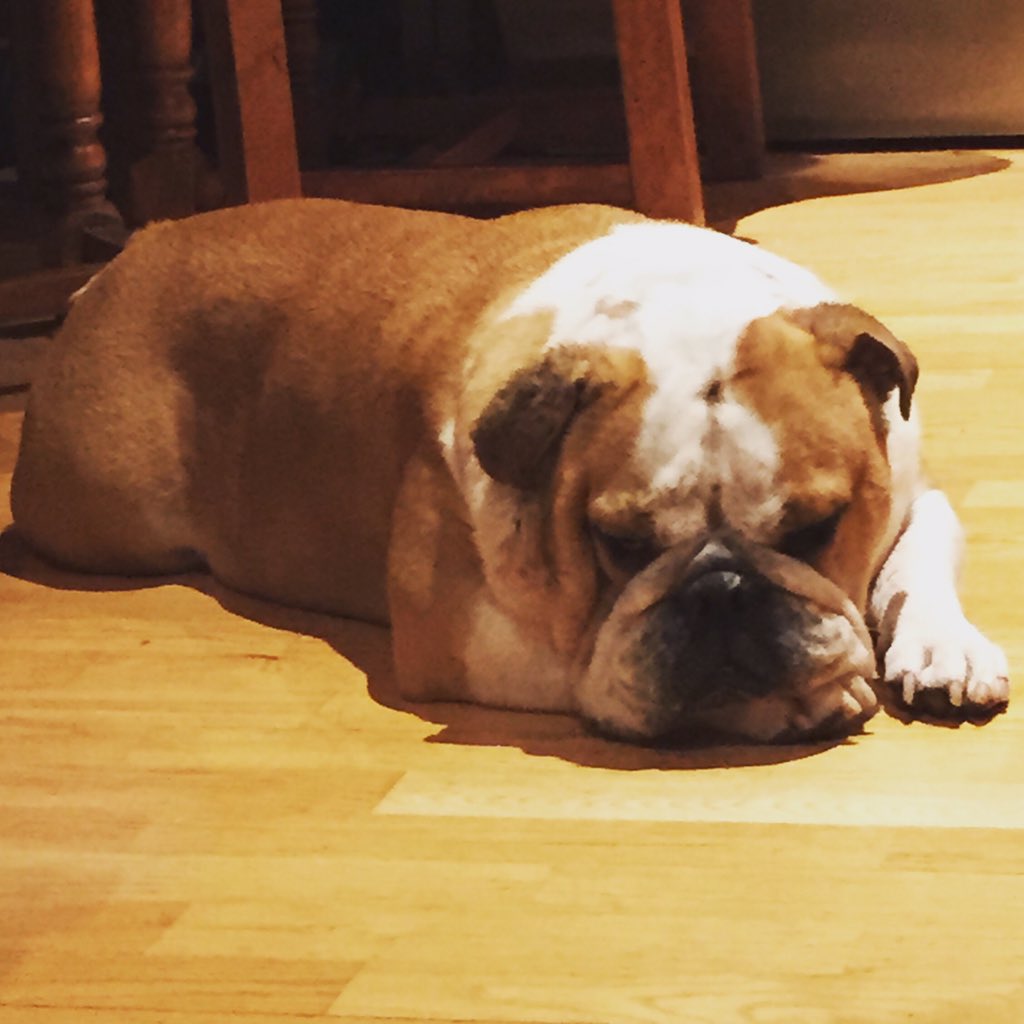 Mrs_V_'s tweet image. Sleepy dog ❤️🐶❤️ #Bulldog #EnglishBulldog #Minion