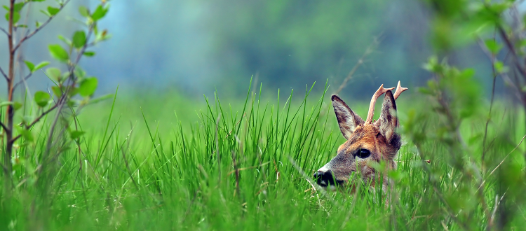ThinkWISH's tweet photo. See our “Triple A Strategy” to help save natural habitat and wildlife protection. https://t.co/hopzovFEht https://t.co/nN5IYuyoOX