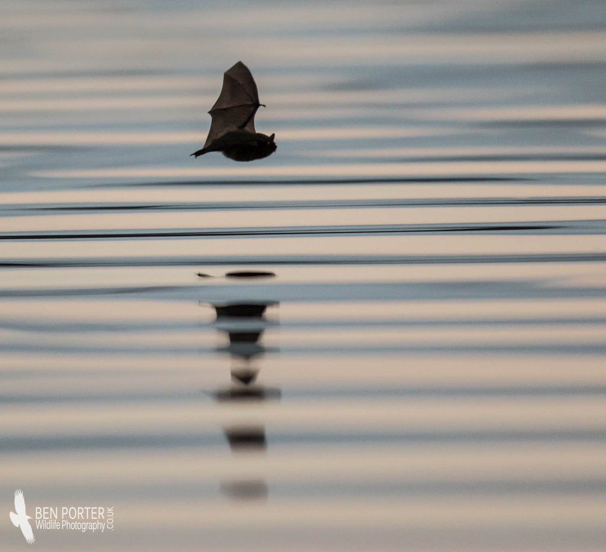 Ben Porter (@bardseyben) on Twitter photo Awesome to watch this Daubenton's Bat hunting over College Lake at sunset!! <a href="/_BCT_/">Bat Conservation Trust</a> <a href="/CornwallNature/">Cornwall Nature Network</a> <a href="/WildlifeMag/">BBC Wildlife</a> Awesome to watch this Daubenton's Bat hunting over College Lake at sunset!! <a href="/_BCT_/">Bat Conservation Trust</a> <a href="/CornwallNature/">Cornwall Nature Network</a> <a href="/WildlifeMag/">BBC Wildlife</a>