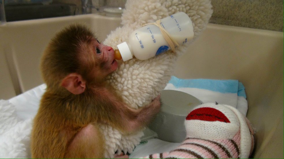 animalpenpals's tweet image. #RejectedResearchProjects: Replacing a baby monkey&apos;s mum with a blanket. VictimsOfCharity.org