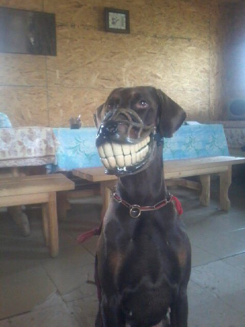 DenRacu's tweet photo. An awesome muzzle 
#lol #dog #awesome https://t.co/teWes2MftZ