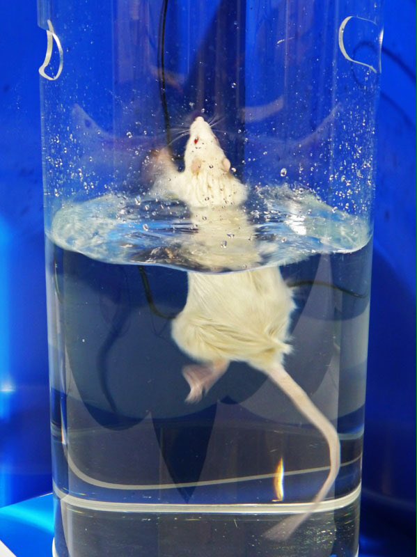 animalpenpals's tweet image. #RejectedResearchProjects: Drowning rats. VictimsOfCharity.org