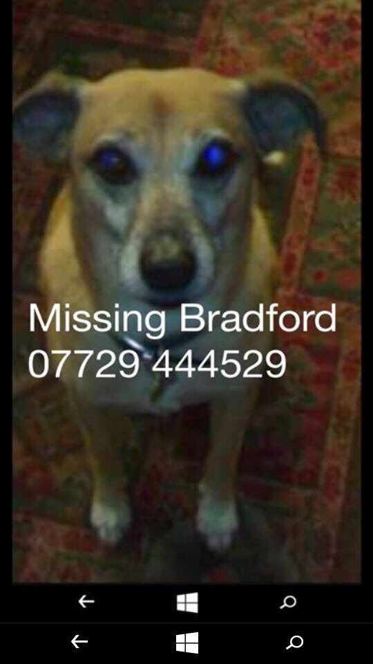 michell57319641's tweet photo. #Benji #Missing Can we all RT to help #GetBenjiHome #Familyπ @millypod1 @findmurphyhusky @HelpFindThem14 @SarahP2311 https://t.co/xLRcZNOaQR