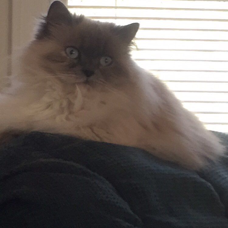 Chatchatcatcat's tweet photo. I am the queen sitting on my throne....👸🏼
#Halo #Halokitty #diva #himi #himilayan #persian #instacat #instakitty #c… https://t.co/WgXLLolx04