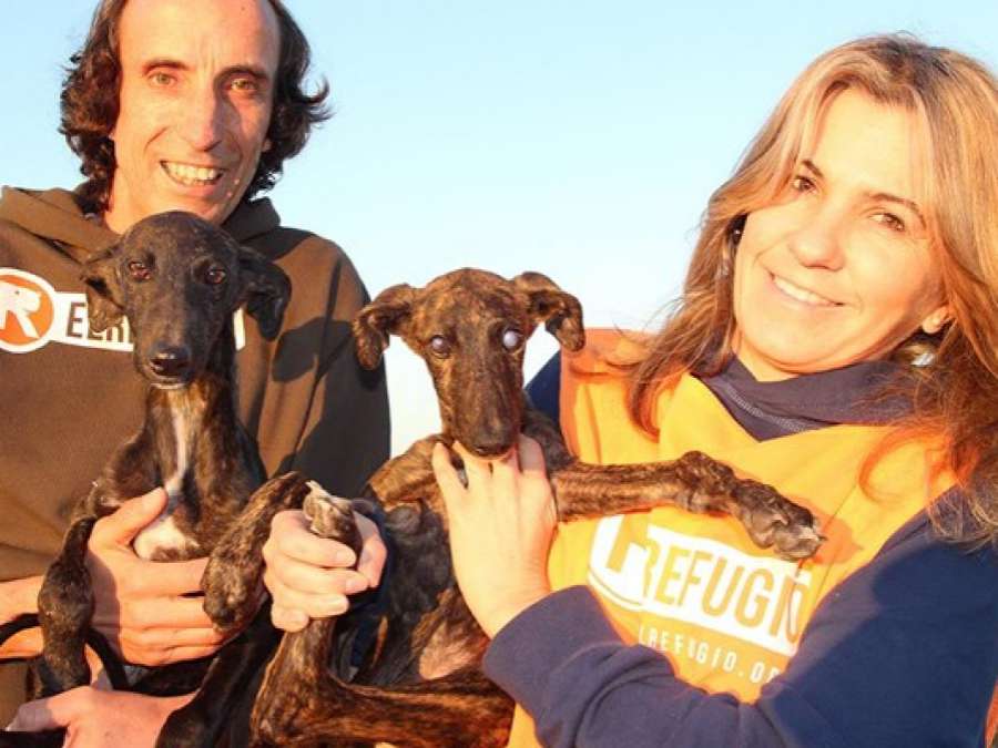 A3Noticias's tweet photo. Un galgo abandonado cuida de su hermana ciega cerca de Navalcarnero hasta que les rescataron https://t.co/bhJWJkhEtx https://t.co/YFnZvBkgPc