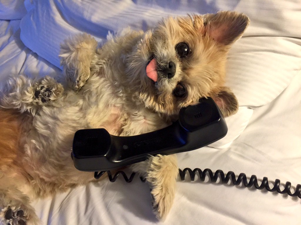 MarnieTheDog's tweet photo. I'll have my eggs scrambled pls https://t.co/PcYOJRJP2H