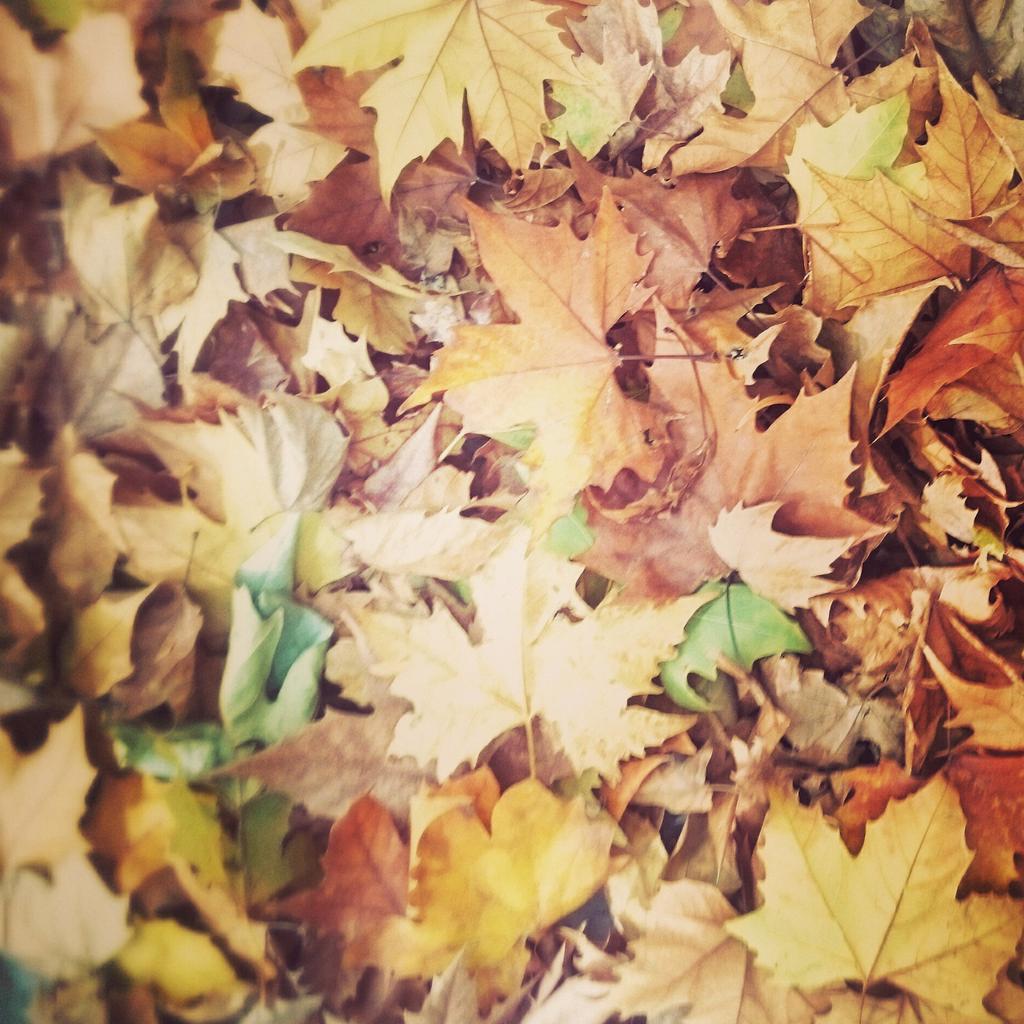 paseartejaen's tweet photo. Estamos en #Paseodelaestacion #Jaen donde las #hojas #bailan en #otoño 🍁 @GeniusAcademia @FranJaenJaen @tartaluc https://t.co/ZvmpMInEnL