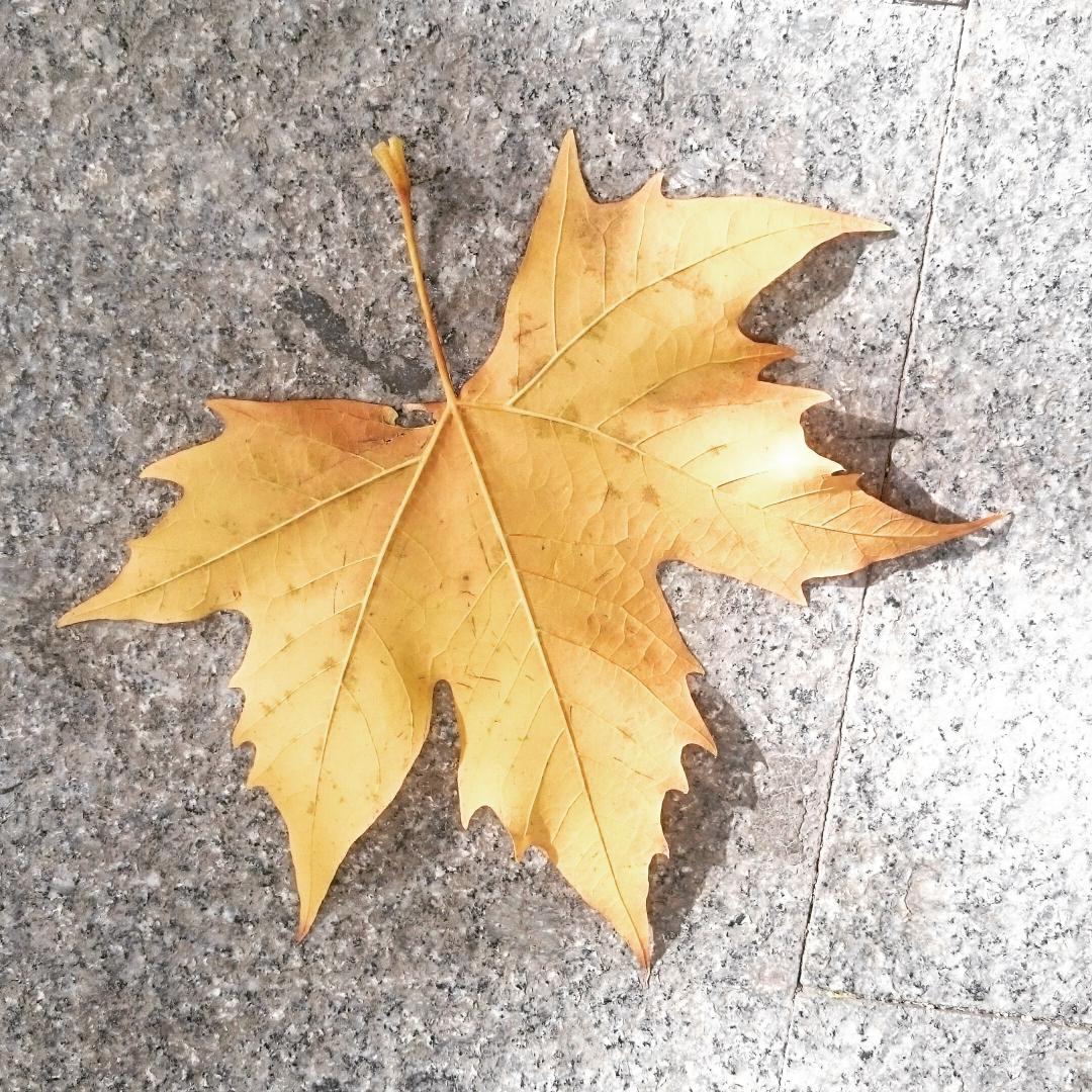 paseartejaen's tweet photo. Estamos en #Paseodelaestacion #Jaen donde las #hojas #bailan en #otoño 🍁 @GeniusAcademia @FranJaenJaen @tartaluc https://t.co/ZvmpMInEnL