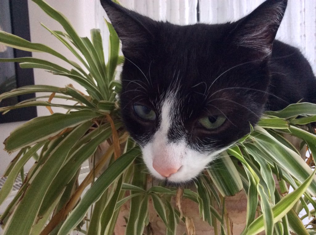 MAMulcahyWrites's tweet photo. Ray Charles in his pot.  Afterwards, he smells earthy. https://t.co/wJtdXBKQ3B