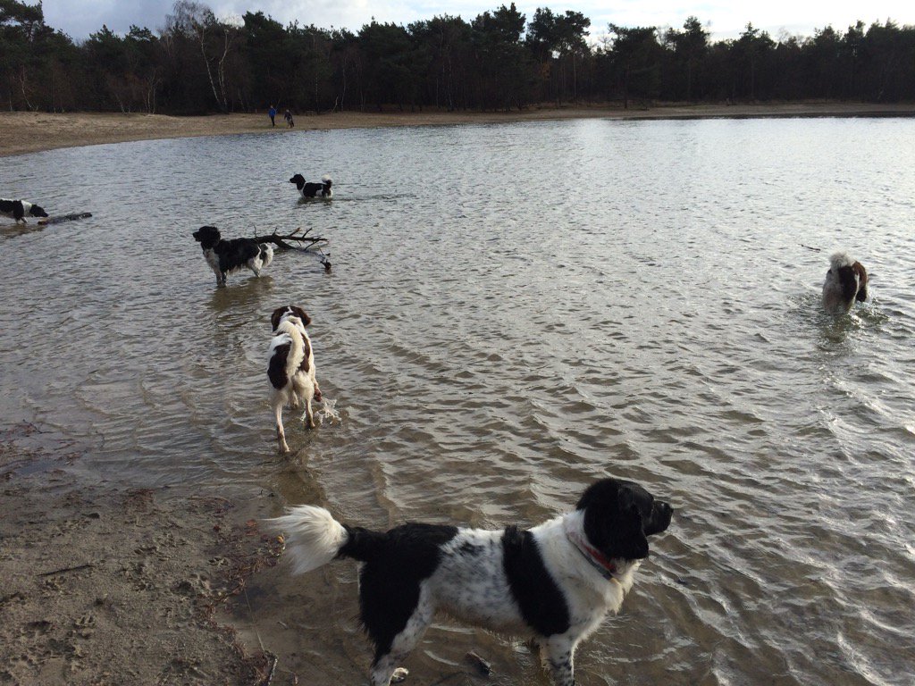 weitgraven's tweet photo. Leuke #wandeling met #stabij en #wetterhoun bij #herperduin #nvsw https://t.co/UmiSLr5DPn