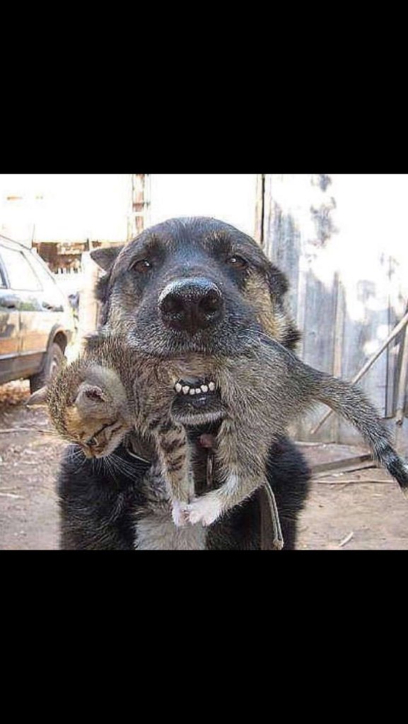 rickygervais's tweet photo. OK, that's enough moron-baiting for today. Here's a photo of a dog who rescued a kitten from a house fire. https://t.co/dL0zIwab7H