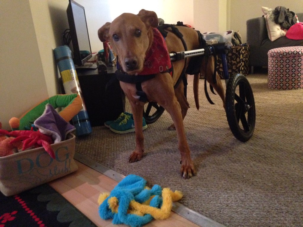 laurenka_x's tweet photo. Went for a walk in his wheels this morning ❤️ I love this boy. #DogThanking @Purina #DMdogs https://t.co/FGEDMvpMHB