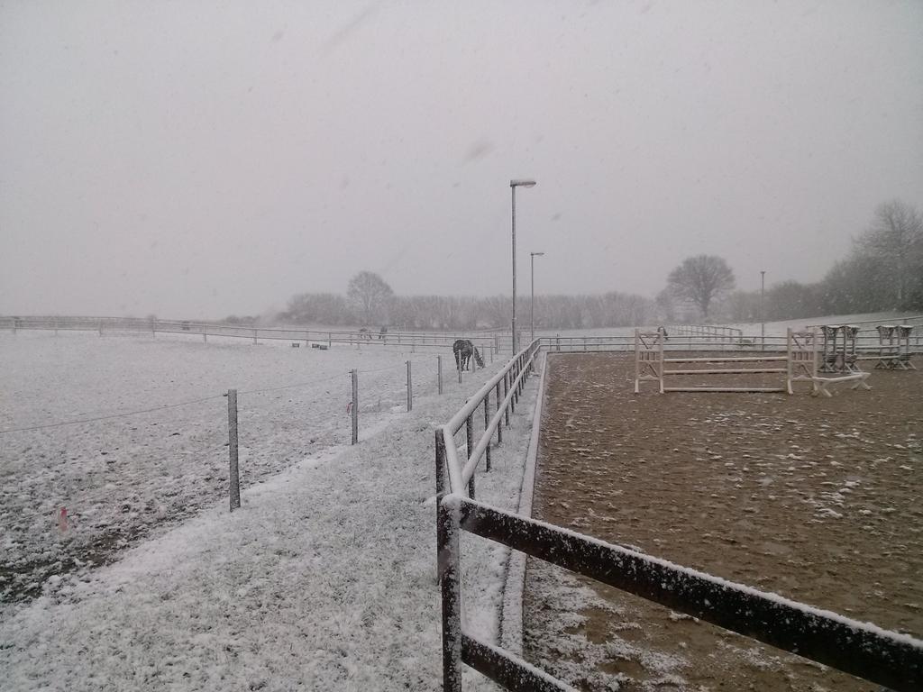 HolsteinerGirl's tweet photo. More snow pics of today! Our stable looks really nice with that white roof. #equestrian #equestrianwinter #snow https://t.co/0iWlIlHYF0