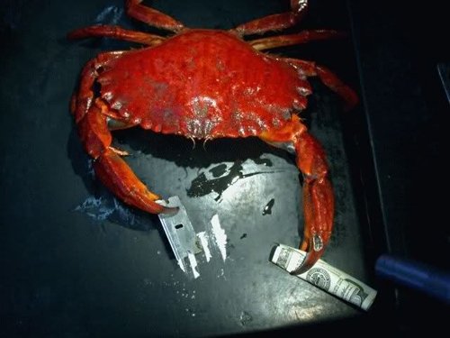 TalentlessMedia's tweet image. #RejectedResearchProjects The effects of long term cocaine use among crabs.