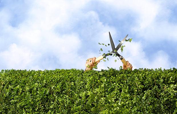 Het volle grond seizoen is aangebroken! Nu is hét moment om #bomen en #struiken te #planten! buff.ly/1MSL7EN