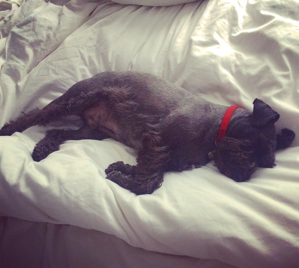 Minischnaubear's tweet photo. Just schnoring on a Sunday #schnauzergang https://t.co/LssaVBH8Wc