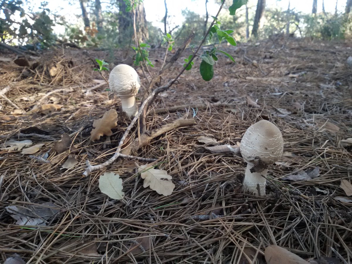 BioCerca's tweet photo. @boletscat Cogumelles als boscos de la plana vallesana! #bolets a punt! https://t.co/3svtWrg0Uh