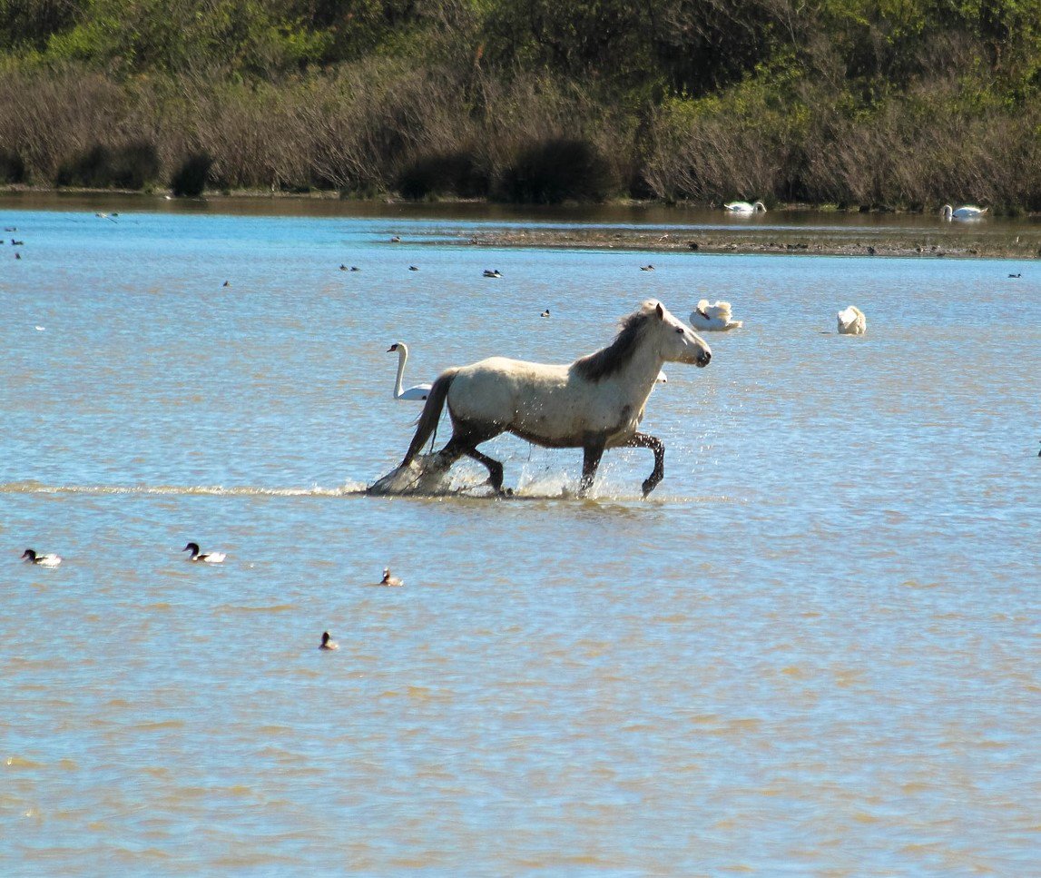 VisitComacchio's tweet photo. Escursioni a cavallo nel #ParcodelDelta per percorrere in maniera nuova un territorio incontaminato davvero speciale https://t.co/Twrox9sJWE